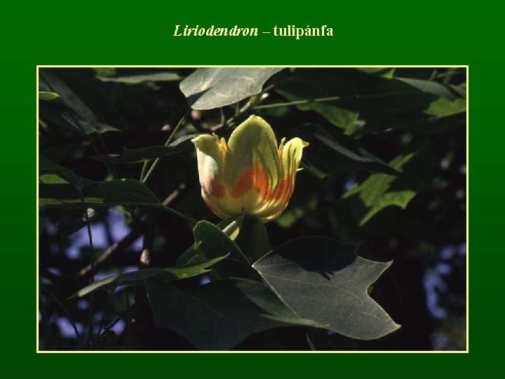 Liriodendron – tulipánfa 