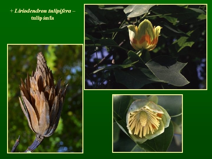 + Liriodendron tulipifera – tulipánfa 