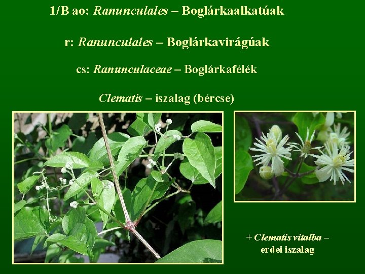 1/B ao: Ranunculales – Boglárkaalkatúak r: Ranunculales – Boglárkavirágúak cs: Ranunculaceae – Boglárkafélék Clematis