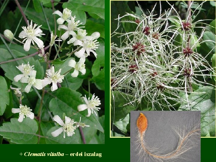 + Clematis vitalba – erdei iszalag 