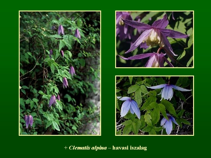 + Clematis alpina – havasi iszalag 