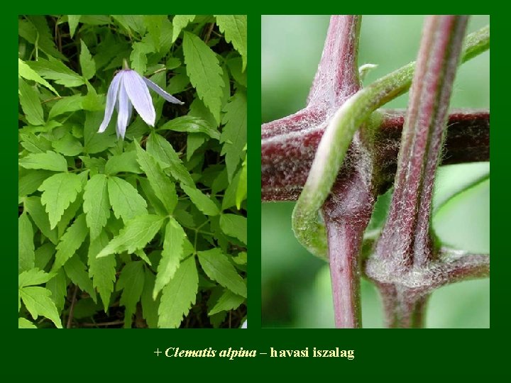 + Clematis alpina – havasi iszalag 