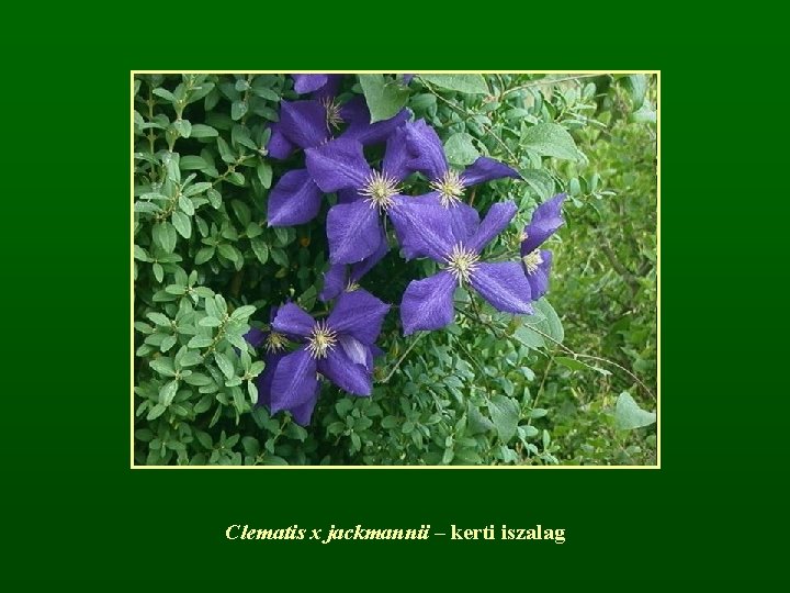 Clematis x jackmannii – kerti iszalag 