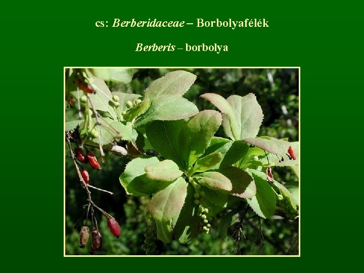 cs: Berberidaceae – Borbolyafélék Berberis – borbolya 