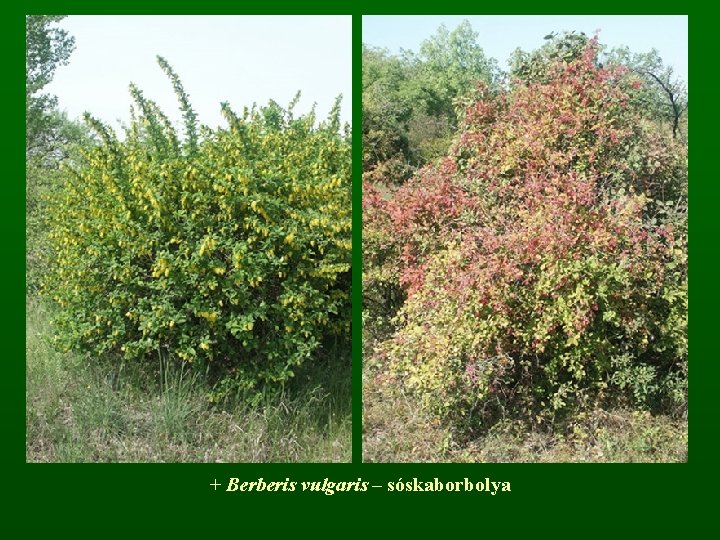 + Berberis vulgaris – sóskaborbolya 