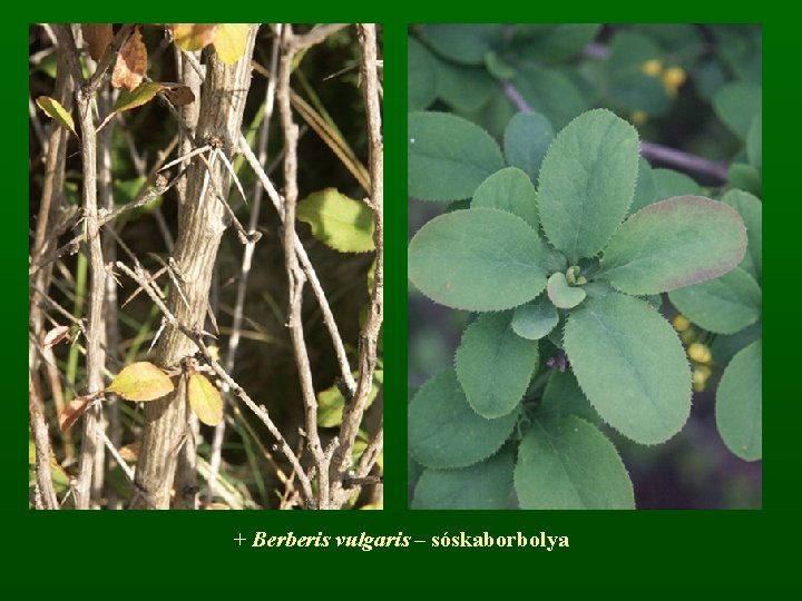 + Berberis vulgaris – sóskaborbolya 