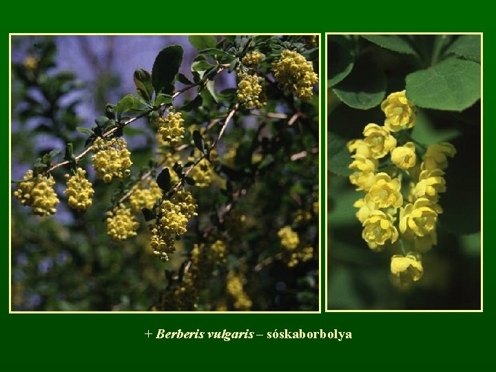 + Berberis vulgaris – sóskaborbolya 