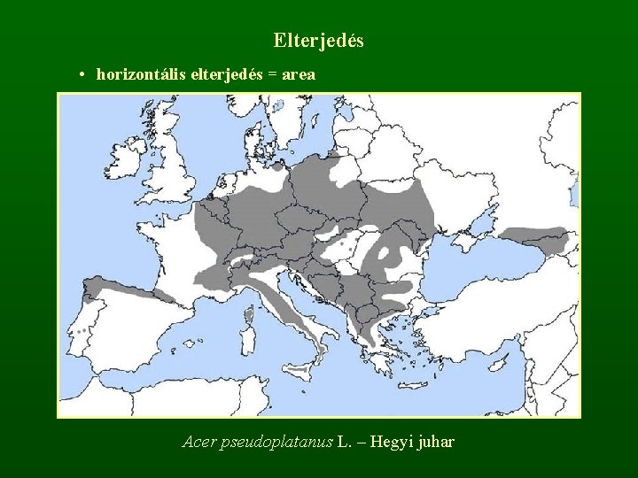 Elterjedés • horizontális elterjedés = area Acer pseudoplatanus L. – Hegyi juhar 