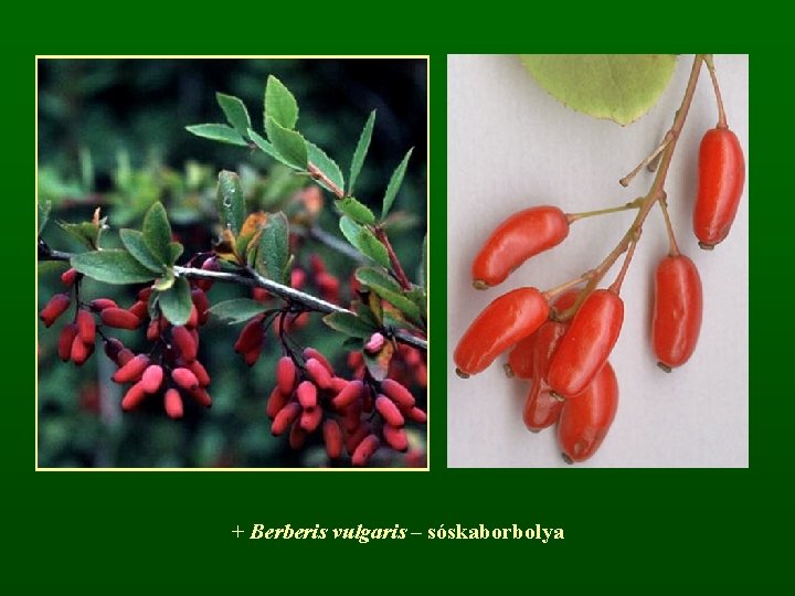 + Berberis vulgaris – sóskaborbolya 