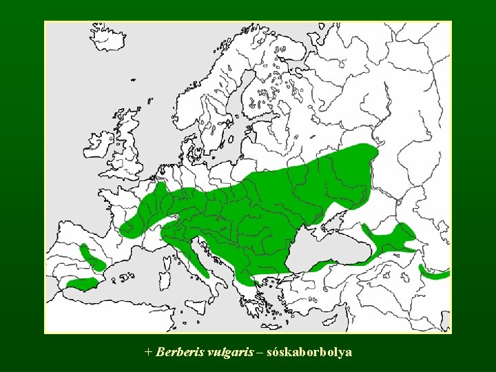 + Berberis vulgaris – sóskaborbolya 