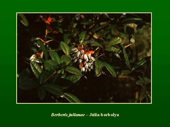 Berberis julianae – Júlia-borbolya 