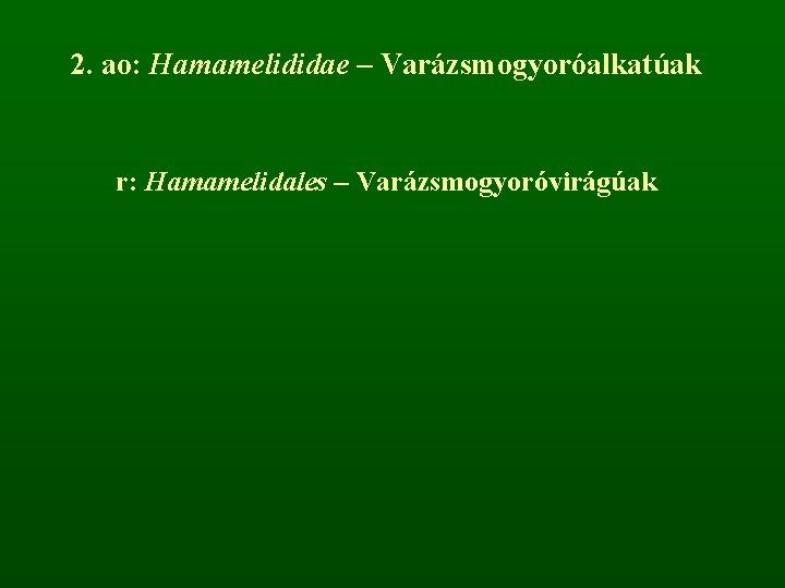 2. ao: Hamamelididae – Varázsmogyoróalkatúak r: Hamamelidales – Varázsmogyoróvirágúak 