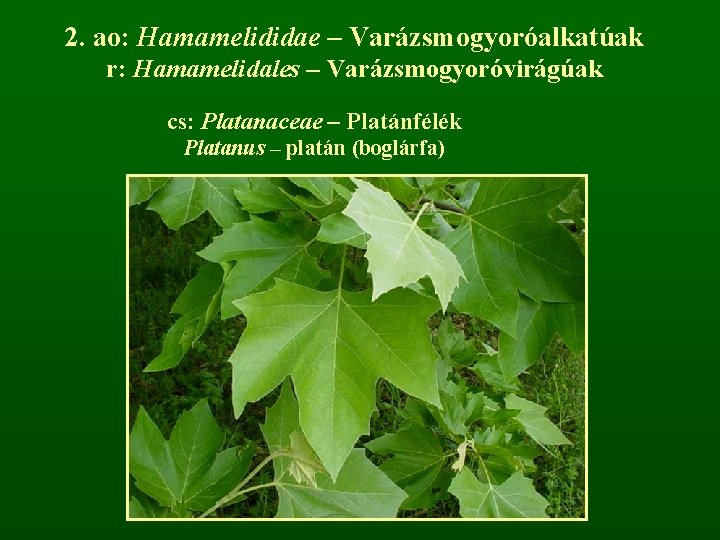 2. ao: Hamamelididae – Varázsmogyoróalkatúak r: Hamamelidales – Varázsmogyoróvirágúak cs: Platanaceae – Platánfélék Platanus