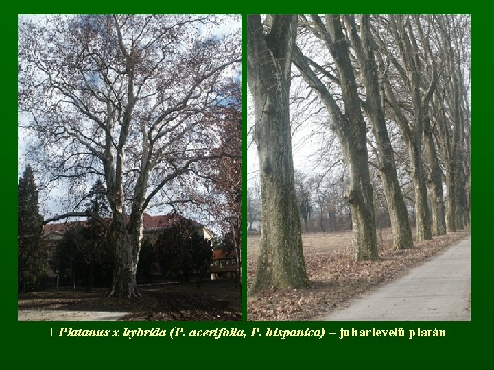 + Platanus x hybrida (P. acerifolia, P. hispanica) – juharlevelű platán 