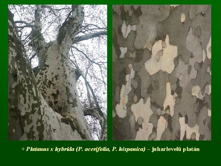 + Platanus x hybrida (P. acerifolia, P. hispanica) – juharlevelű platán 