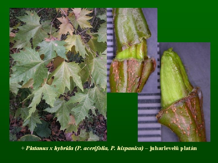 + Platanus x hybrida (P. acerifolia, P. hispanica) – juharlevelű platán 