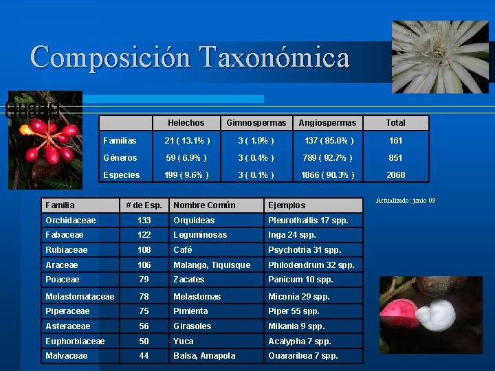 Composición Taxonómica Query 1 Helechos Gimnospermas Angiospermas Total Familias 21 ( 13. 1% )