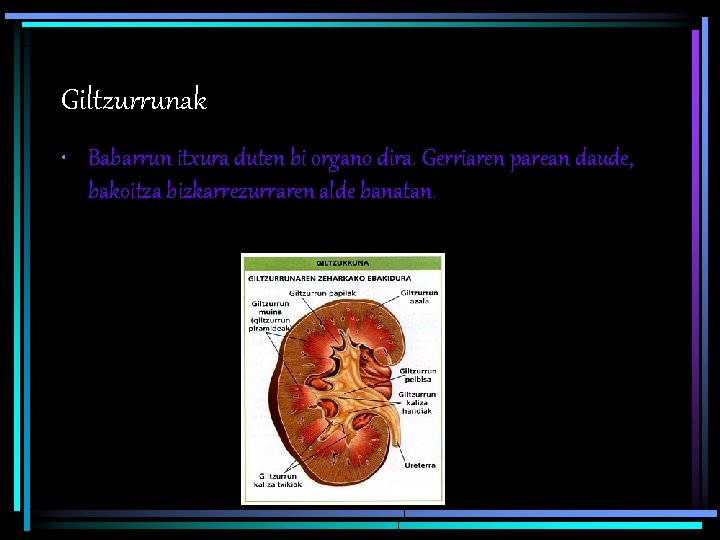 Giltzurrunak • Babarrun itxura duten bi organo dira. Gerriaren parean daude, bakoitza bizkarrezurraren alde