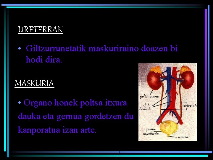 URETERRAK • Giltzurrunetatik maskuriraino doazen bi hodi dira. MASKURIA • Organo honek poltsa itxura