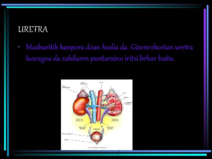 URETRA • Maskuritik kanpora doan hodia da. Gizonezkoetan uretra luzeagoa da zakilaren puntaraino iritsi