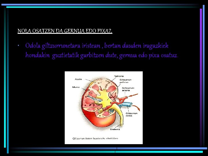 NOLA OSATZEN DA GERNUA EDO PIXA? . • Odola giltzurrunetara iristean , bertan dauden