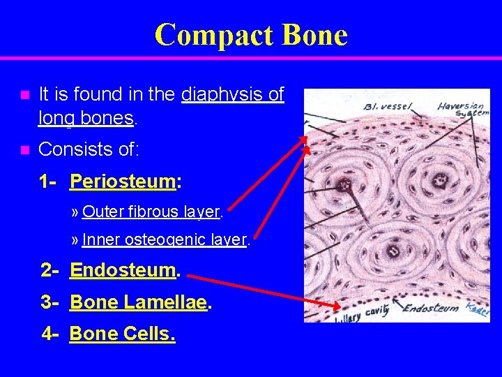 Compact Bone n It is found in the diaphysis of long bones. n Consists