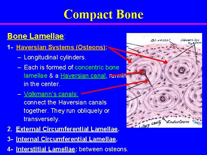 Compact Bone Lamellae: 1 - Haversian Systems (Osteons): – Longitudinal cylinders. – Each is