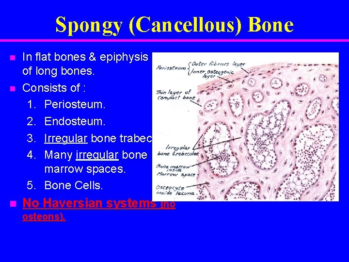 Spongy (Cancellous) Bone n n n In flat bones & epiphysis of of long