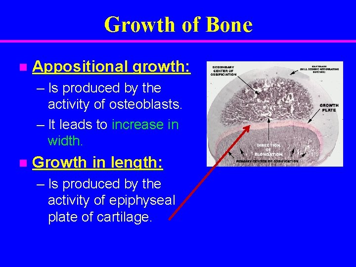 Growth of Bone n Appositional growth: – Is produced by the activity of osteoblasts.