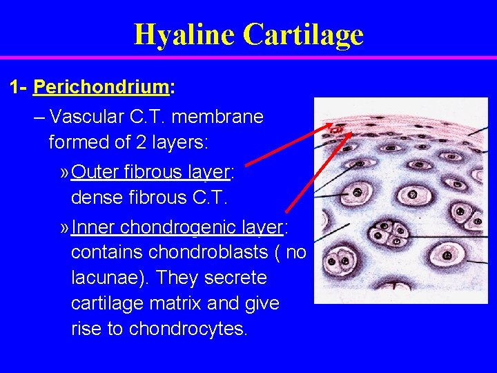 Hyaline Cartilage 1 - Perichondrium: – Vascular C. T. membrane formed of 2 layers: