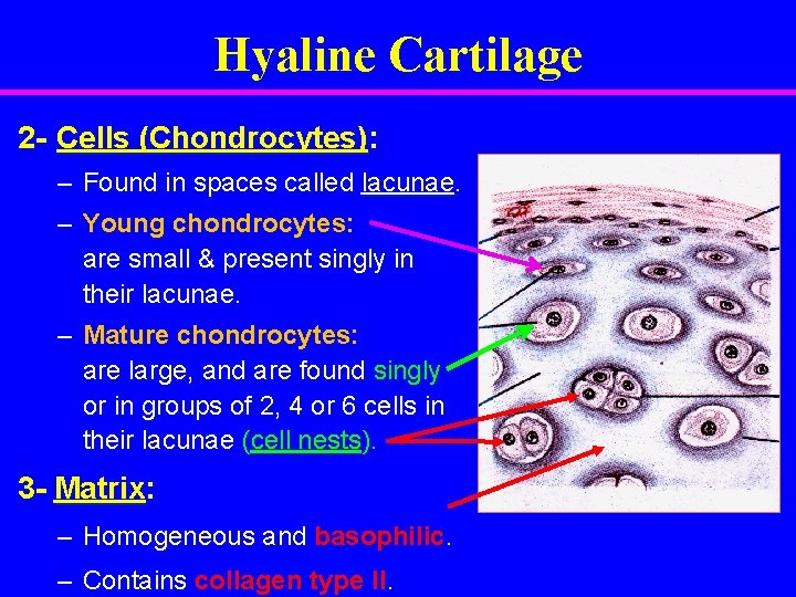 Hyaline Cartilage 2 - Cells (Chondrocytes): – Found in spaces called lacunae. – Young