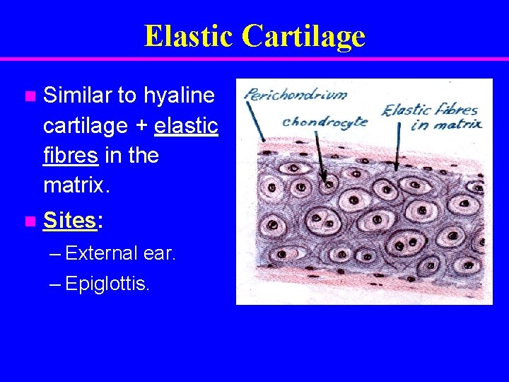 Elastic Cartilage n Similar to hyaline cartilage + elastic fibres in the matrix. n