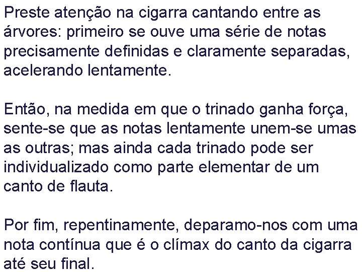 Preste atenção na cigarra cantando entre as árvores: primeiro se ouve uma série de