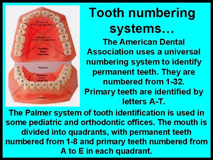 Tooth numbering systems… The American Dental Association uses a universal numbering system to identify