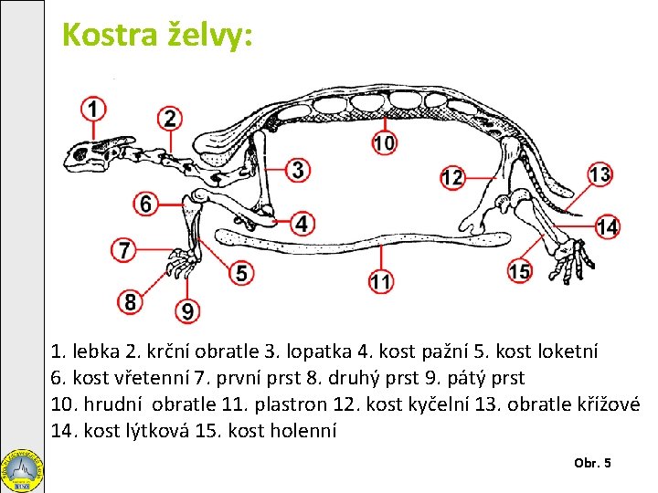 Kostra želvy: 1. lebka 2. krční obratle 3. lopatka 4. kost pažní 5. kost