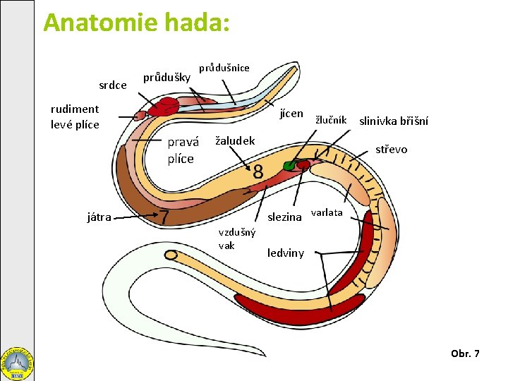 Anatomie hada: srdce průdušky průdušnice rudiment levé plíce jícen pravá plíce žlučník žaludek slinivka