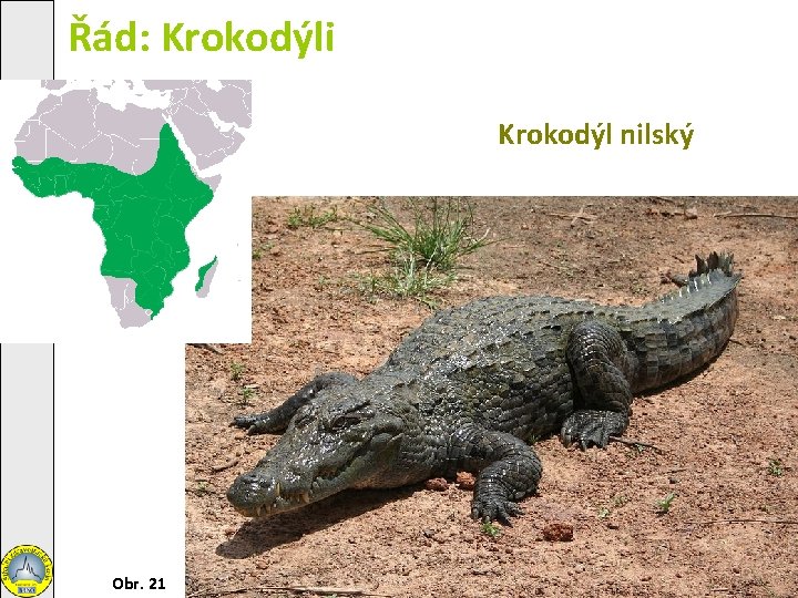 Řád: Krokodýli Krokodýl nilský Obr. 21 