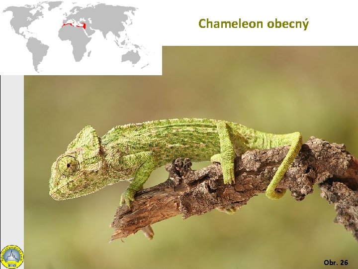 Chameleon obecný Obr. 26 