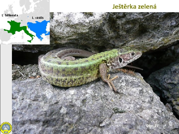 Ještěrka zelená L. billineata L. viridis Obr. 27 