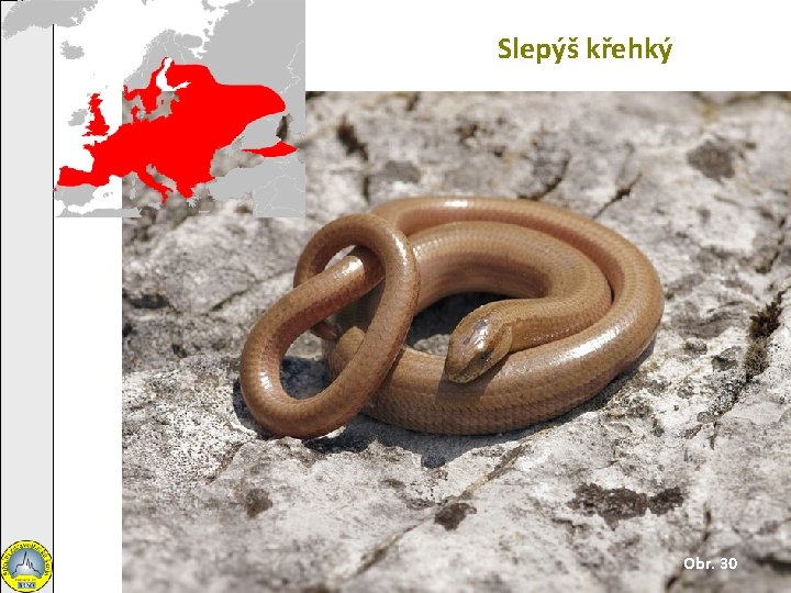 Slepýš křehký Obr. 30 