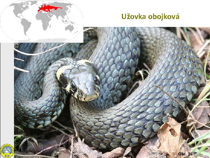 Užovka obojková Obr. 36 