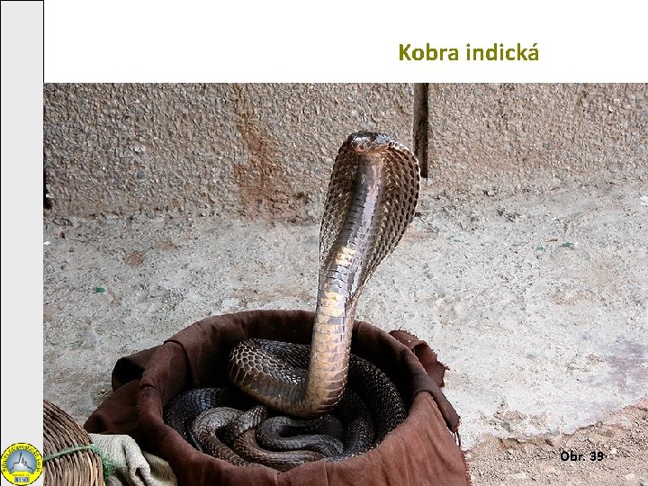 Kobra indická Obr. 39 