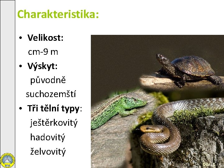 Charakteristika: • Velikost: cm-9 m • Výskyt: původně suchozemští • Tři tělní typy: ještěrkovitý