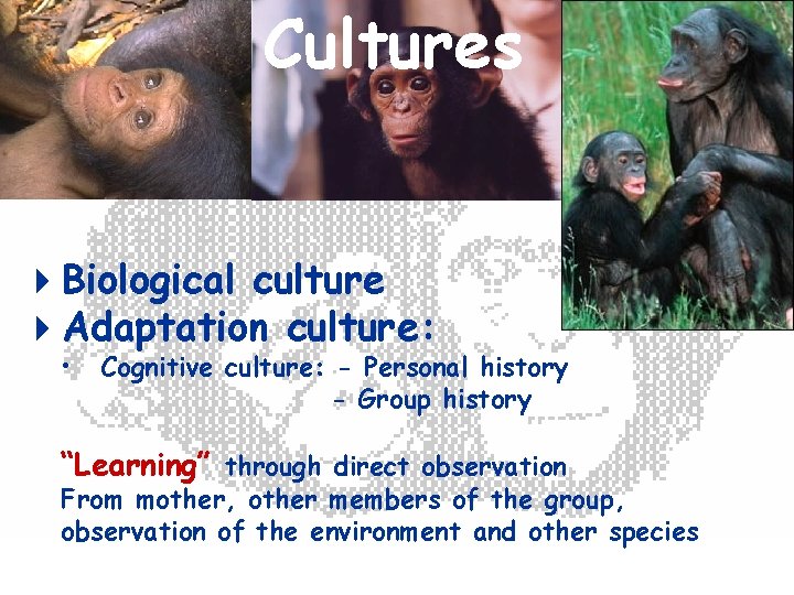 Cultures Biological culture Adaptation culture: • Cognitive culture: - Personal history - Group history