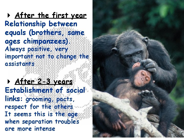  After the first year Relationship between equals (brothers, same ages chimpanzees). Always positive,