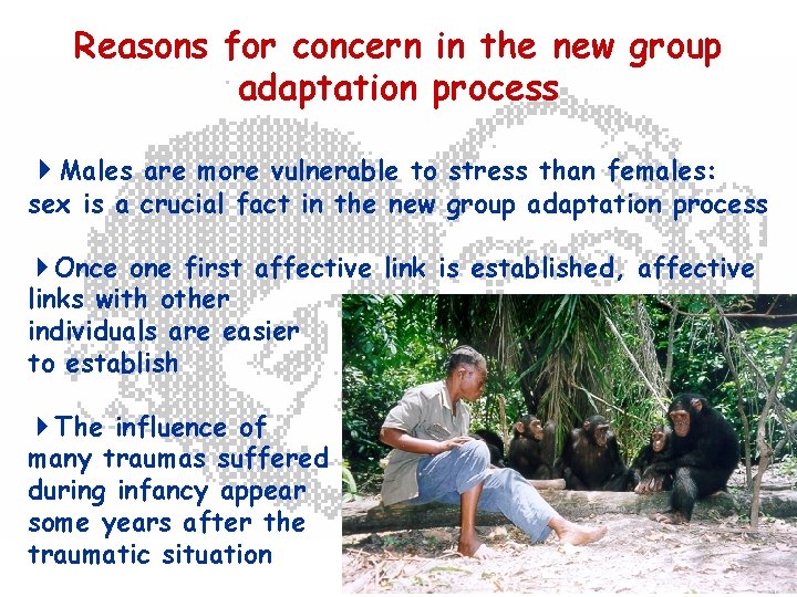 Reasons for concern in the new group adaptation process Males are more vulnerable to