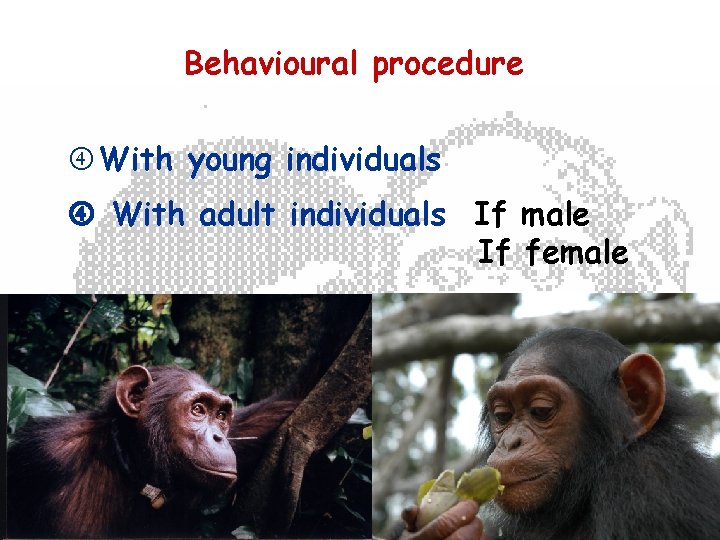 Behavioural procedure With young individuals With adult individuals If male If female 