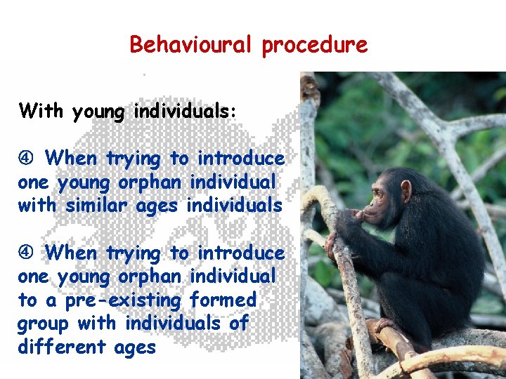 Behavioural procedure With young individuals: When trying to introduce one young orphan individual with