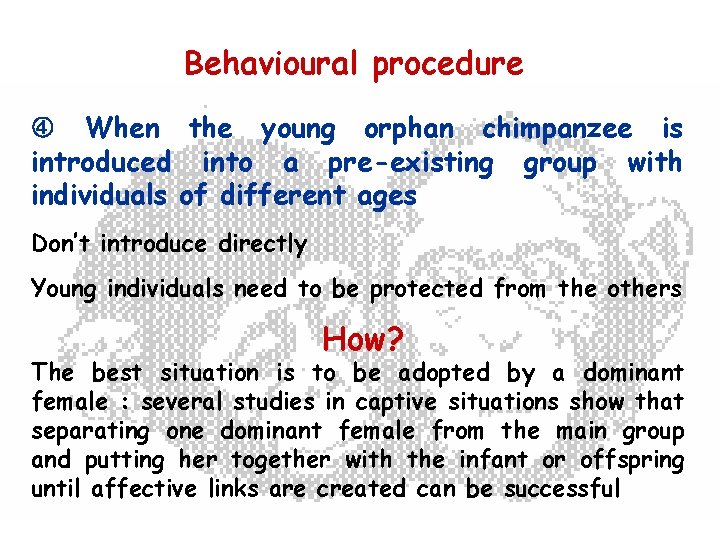 Behavioural procedure When the young orphan chimpanzee is introduced into a pre-existing group with