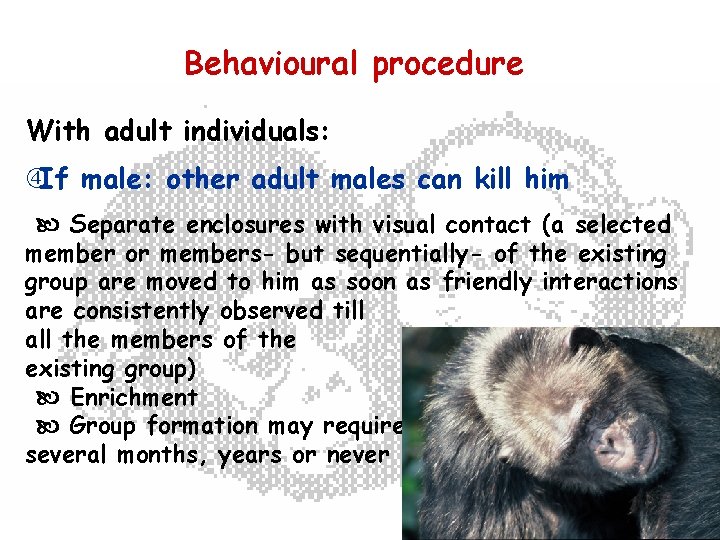 Behavioural procedure With adult individuals: If male: other adult males can kill him Separate